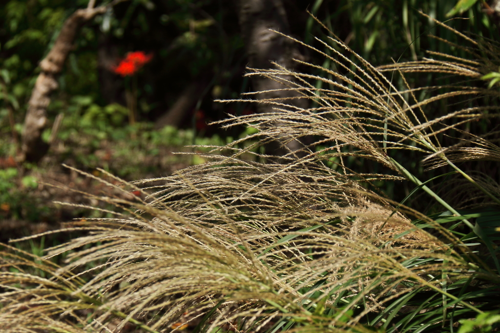 ススキなびく頃２