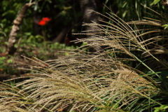 ススキなびく頃２