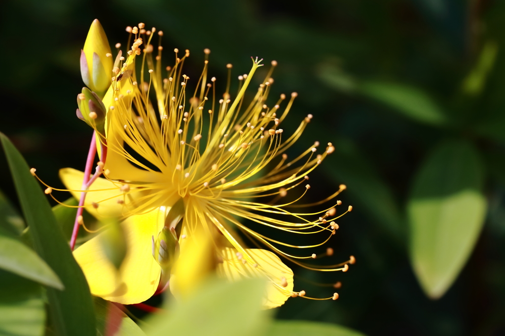 花散歩ビョウヤナギ２