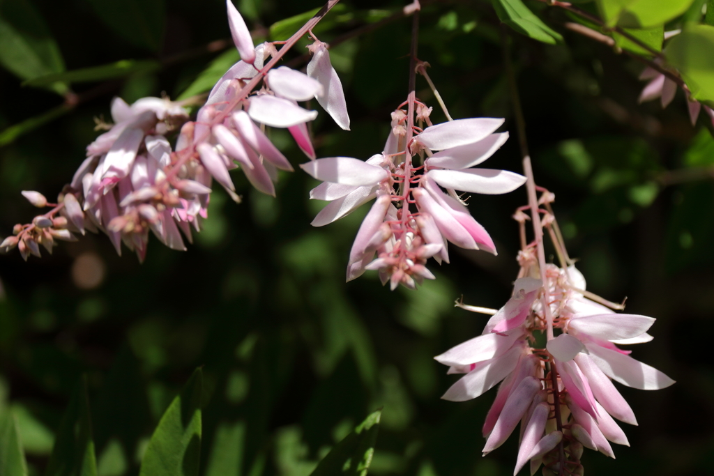 初夏の優しいピンク