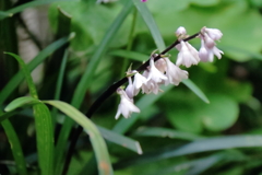 花散歩リュウノヒゲ２