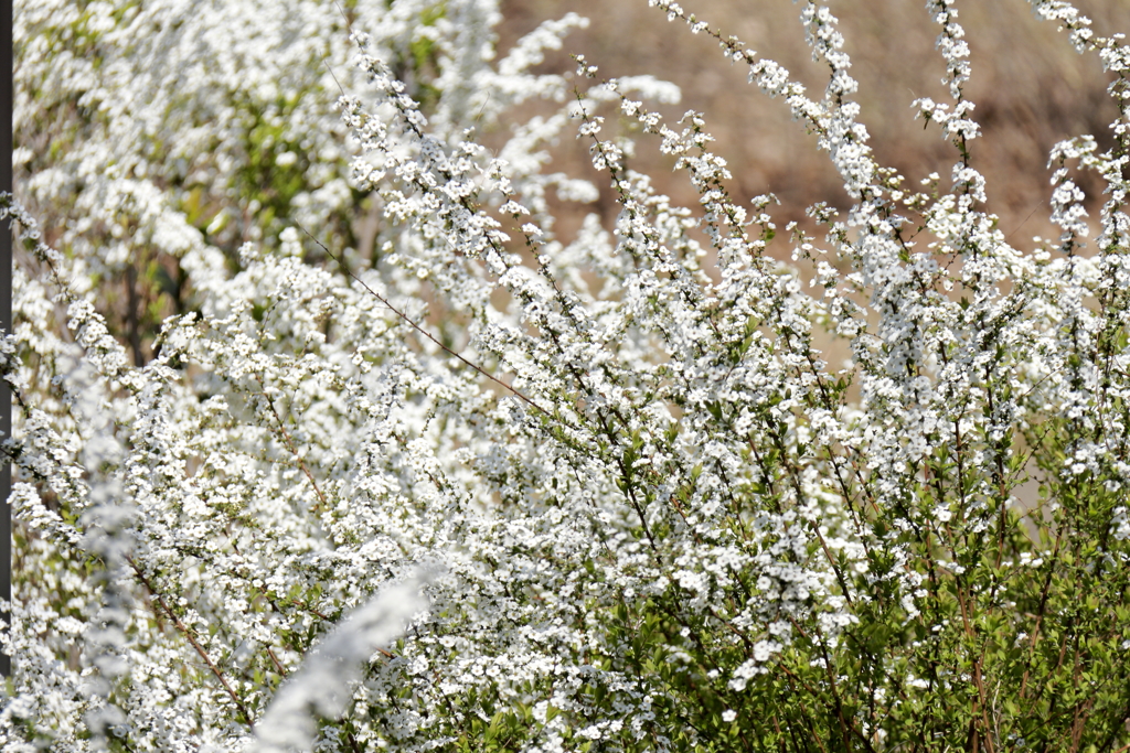 満開ユキヤナギ３