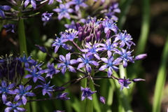 鎌倉花散歩３シラーベルビアナ