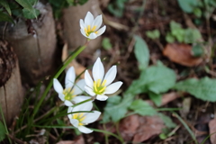 花散歩タマスダレ