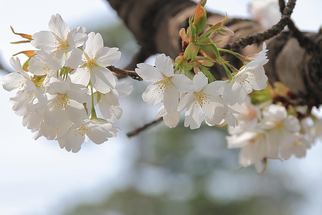春光のオオシマザクラ3