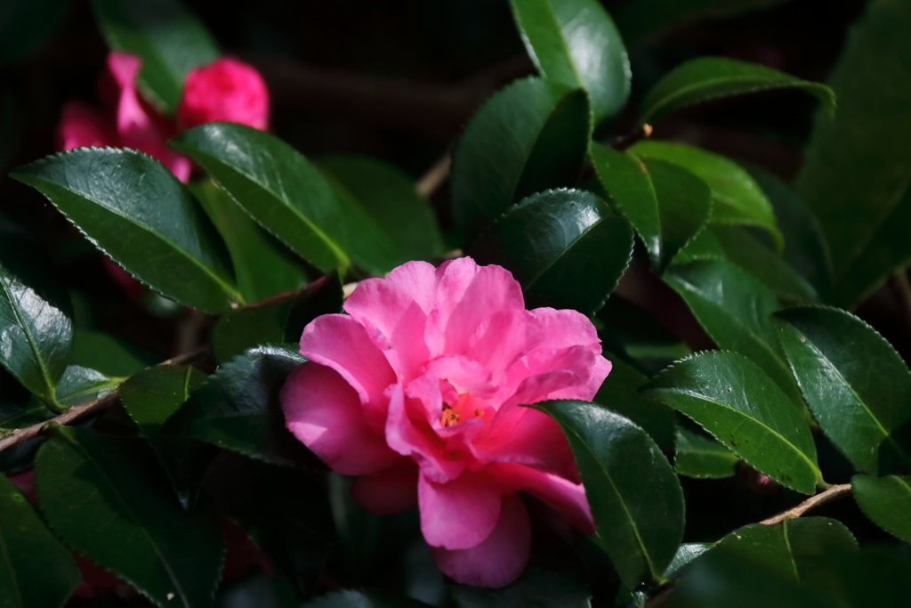 散歩道に咲くサザンカ3