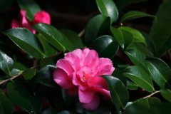 散歩道に咲くサザンカ3