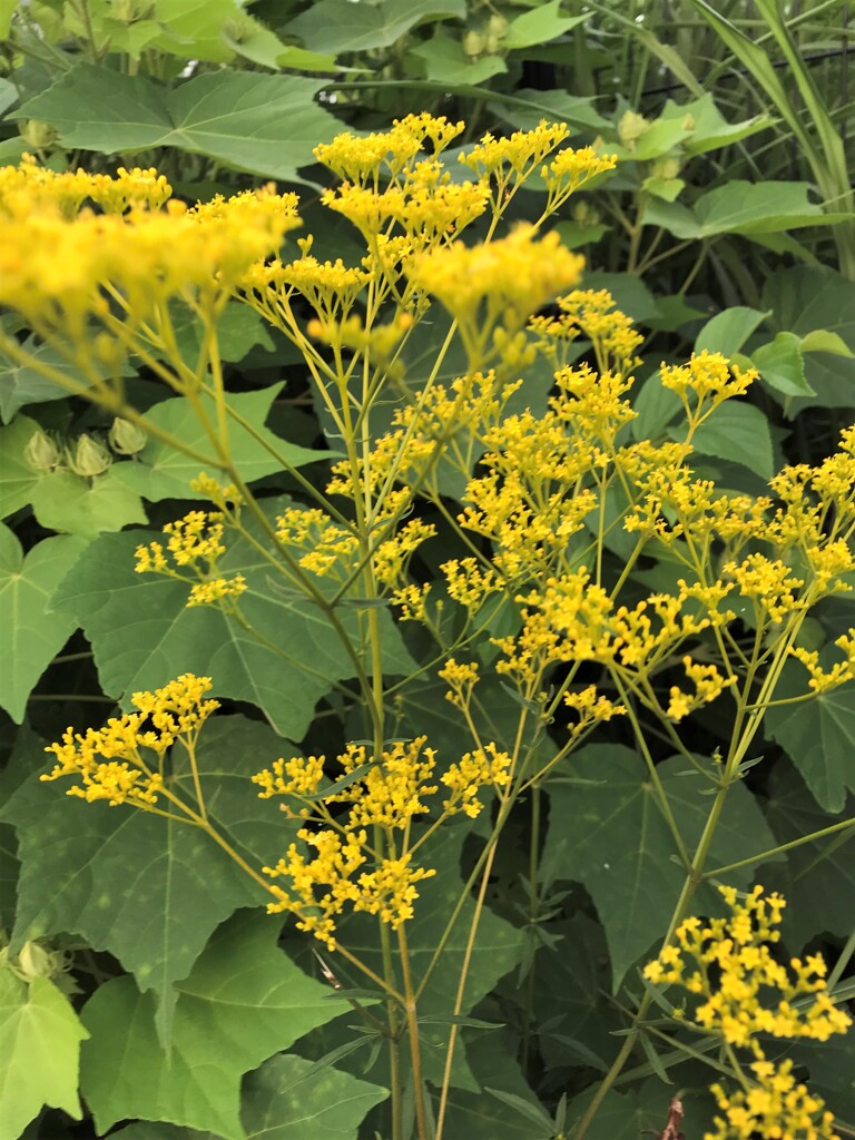 花散歩オミナエシ