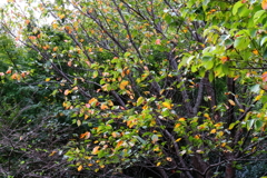 花散歩秋色始まる６
