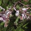 鎌倉花散歩　イワフジ