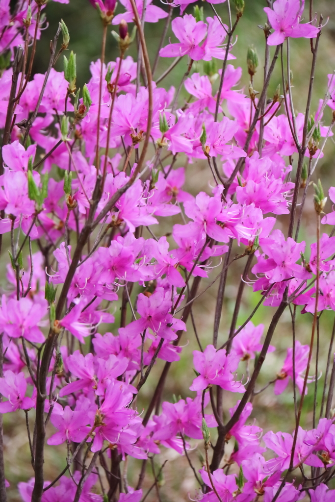 花散歩ミツバツツジ１
