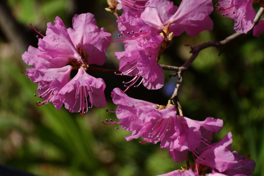 植物園から「げんかいつつじ」１