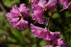 植物園から「げんかいつつじ」１