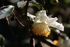 茶の花の咲く頃