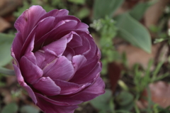 チューリップ2016　11