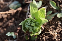 開花し始めたフキノトウ２
