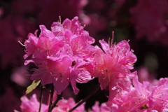 植物園から「つつじ吉野」１