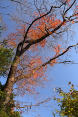 里山晩秋模様３