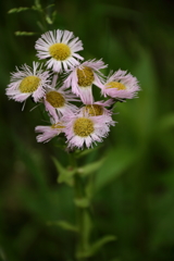 花散歩ハルジオン１