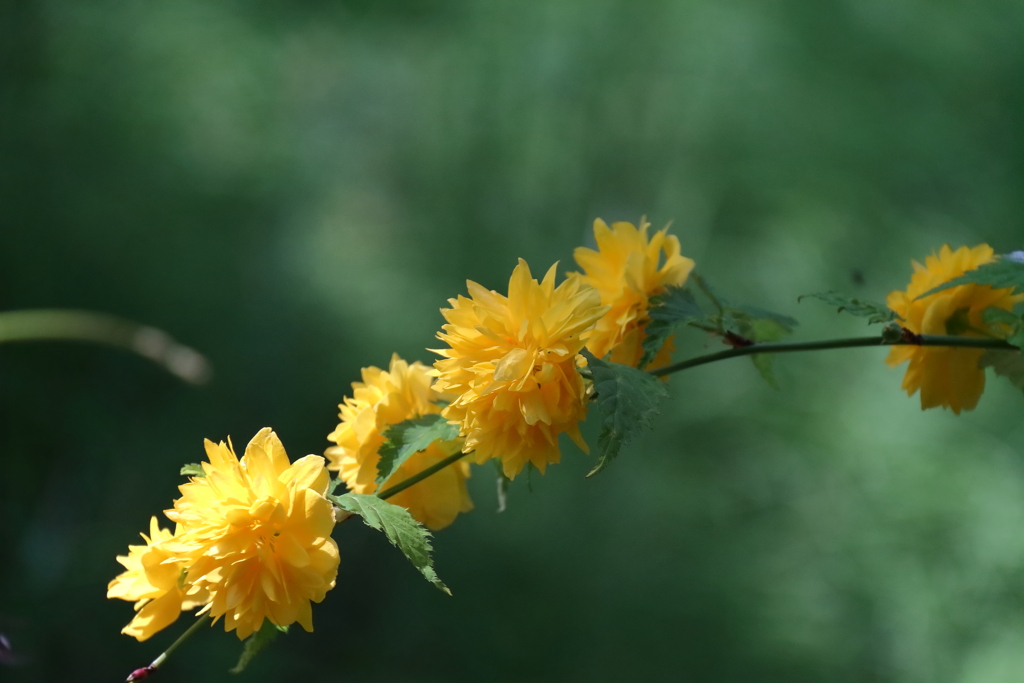 里山散歩八重山吹３
