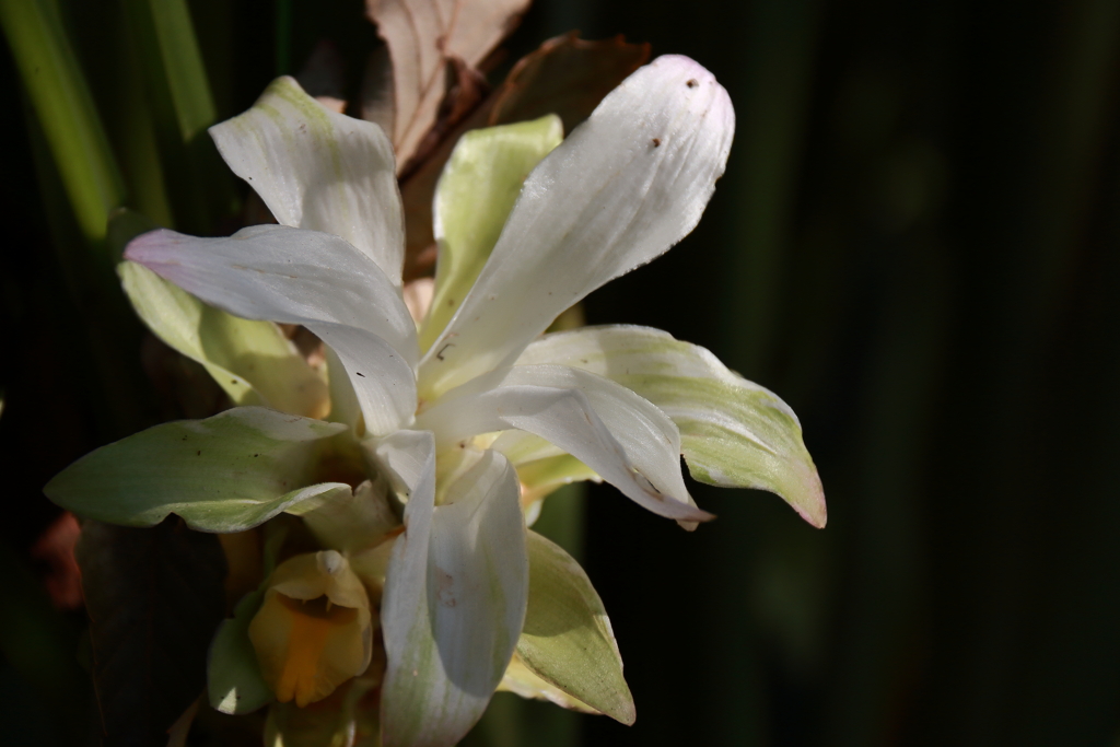 ピーク過ぎのジンジャー