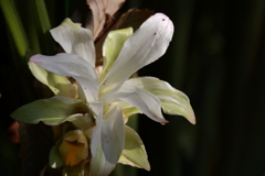 ピーク過ぎのジンジャー