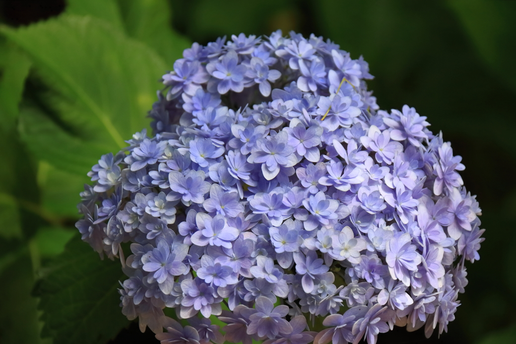 花散歩あじさい紫３