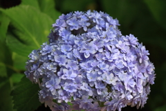花散歩あじさい紫３