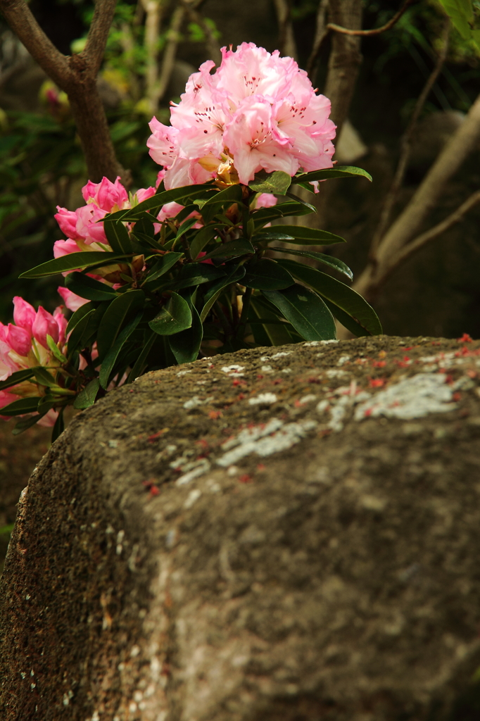 旬の花石楠花４