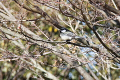 散歩道でシジュウカラ１