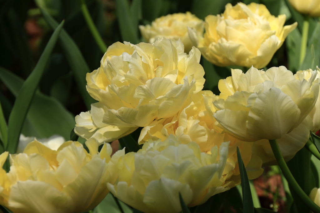 春、チューリップ４