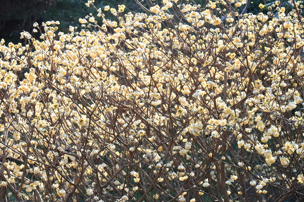 花散歩ミツマタ１