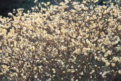 花散歩ミツマタ1