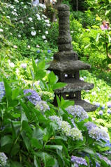 紫陽花に埋もれて