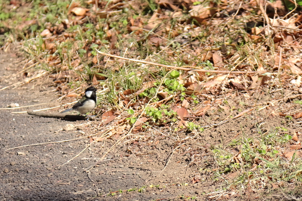 地上のシジュウカラ２