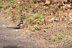 地上のシジュウカラ２