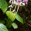 珍しい花６