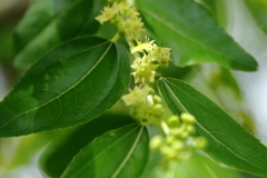 里山散歩ナツメの花