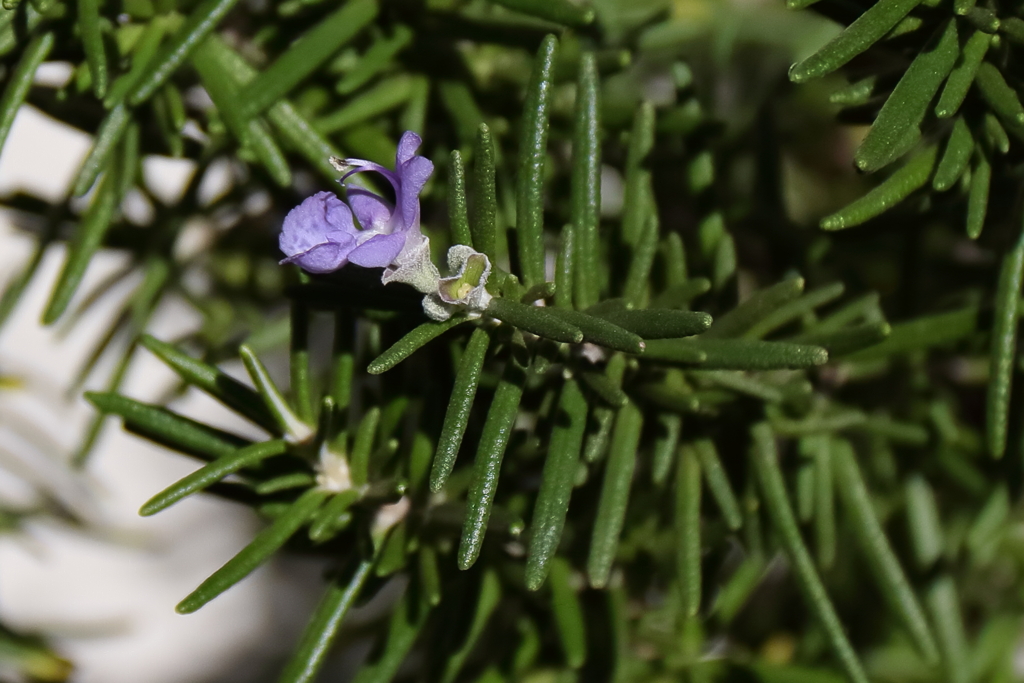 花散歩ローズマリー