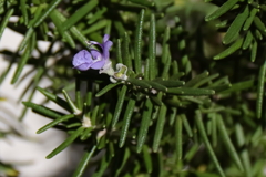 花散歩ローズマリー