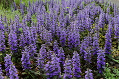 散歩道の花達22