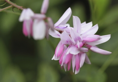 再会　イワフジ