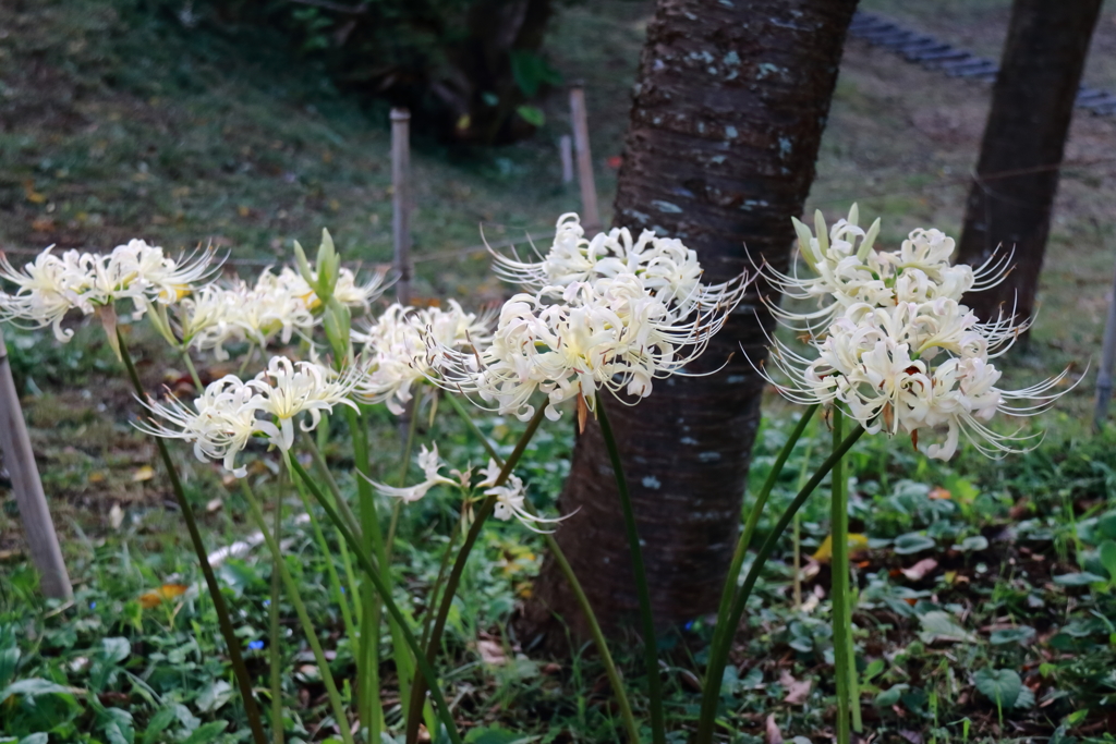 花散歩彼岸花１