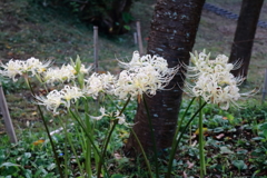 花散歩彼岸花1