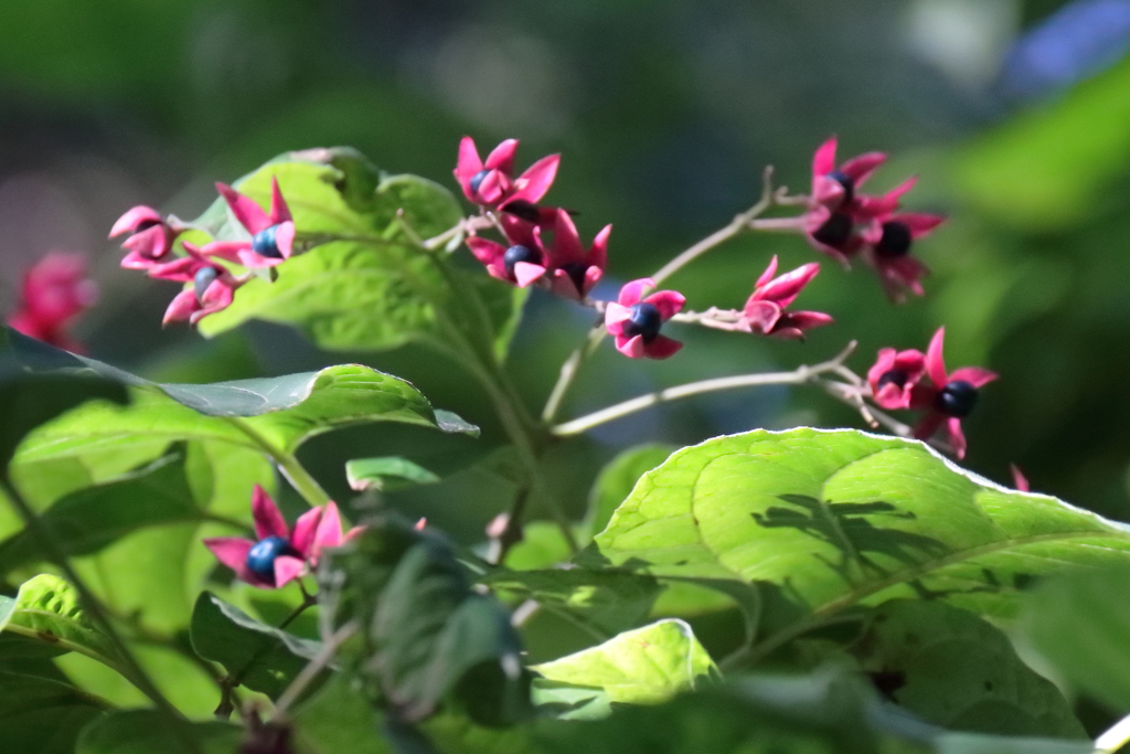 花散歩クサギ２