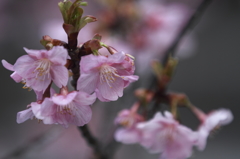 満開河津桜３