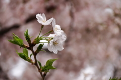 葉桜始め２
