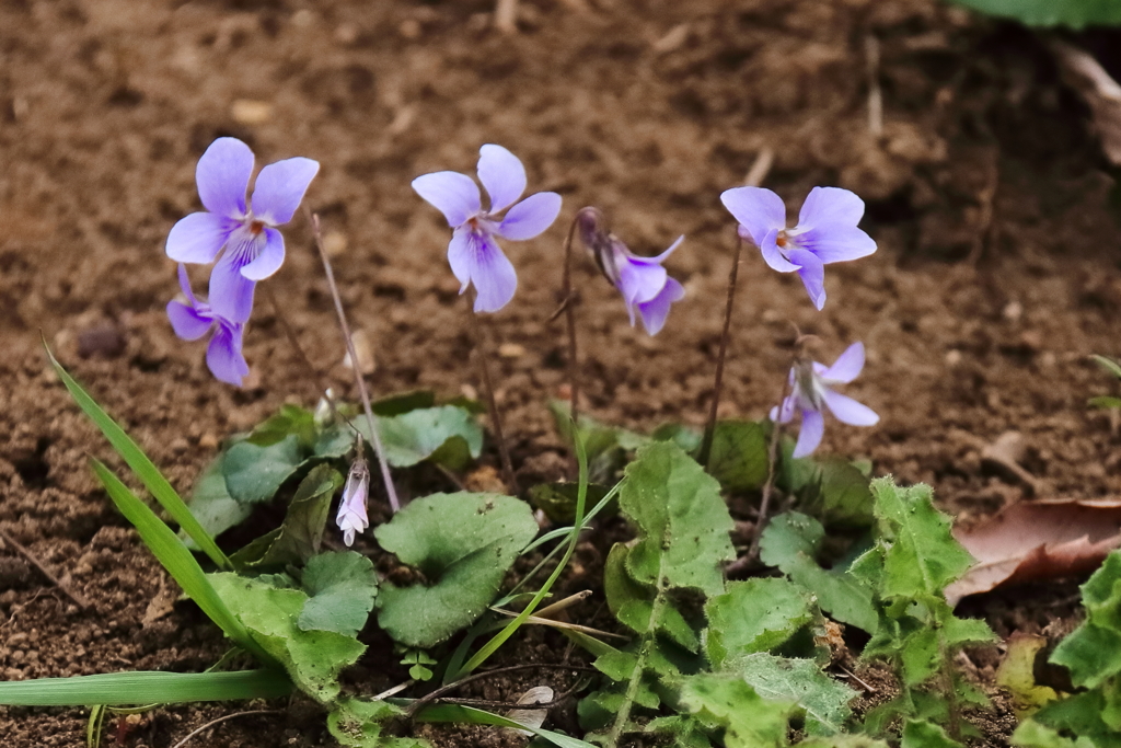 里山の野草４スミレ