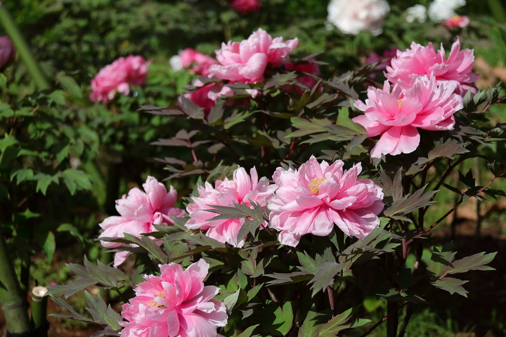 花散歩牡丹「１