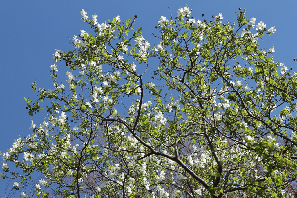 植物園から「利休梅」６